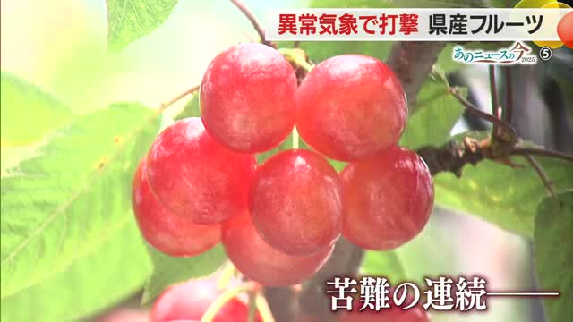 《あのニュースの今2025》フルーツ　高温少雨など異常気象で打撃の1年・高齢化で耕作放棄地増も　山形 画像