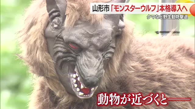 山形市がモンスターウルフ本格導入へ・実証実験経て　クマ・サル・イノシシなど野生動物撃退に効果　山形 画像