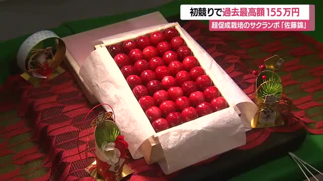 過去最高額更新！　1粒約2万3000円・2Lサイズ500グラム1箱155万円　サクランボ初競り　山形 画像
