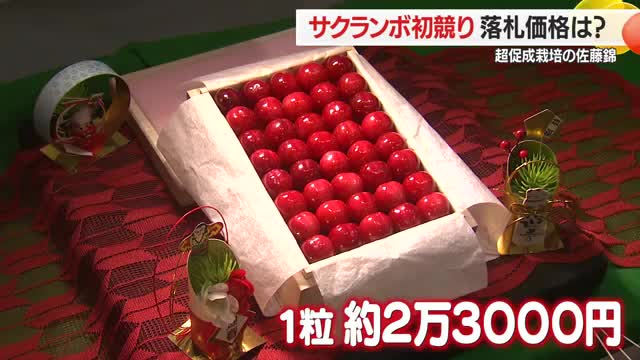サクランボ初競り過去最高値更新・1箱155万円（2Lサイズ500グラム）　超促成栽培「佐藤錦」　山形 画像