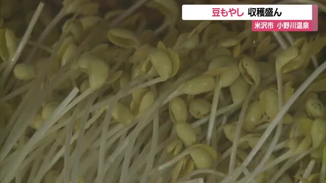 おひたし・ナムル・野菜炒めに　温泉地らしい独特の栽培方法の「豆もやし」収穫最盛期　山形・米沢市 画像