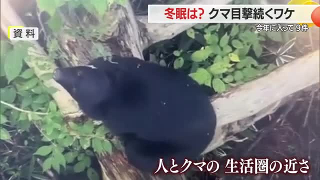 【専門家に聞いた】1月のクマ目撃9件...冬眠の仕方を知らない子グマ・人とクマの生活圏の近さが課題　山形 画像