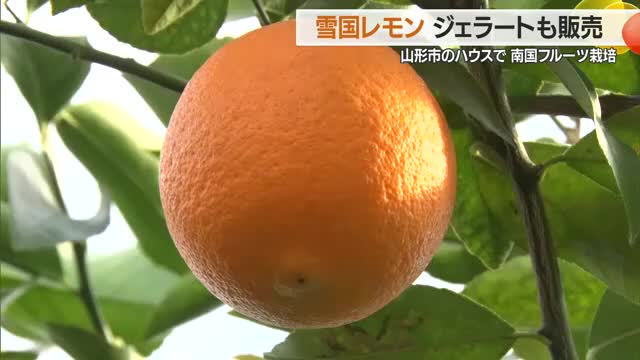 山形で南国フルーツ！？　雪景色の中育ったレモン収穫 画像