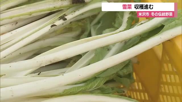 雪の下に置いて育てる雪国の伝統野菜「雪菜」の収穫作業盛ん・山形 画像