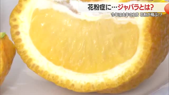 【花粉症】2026年は花粉が2倍飛ぶ!?　花粉症に効果的と期待される柑橘類「ジャバラ」　山形 画像
