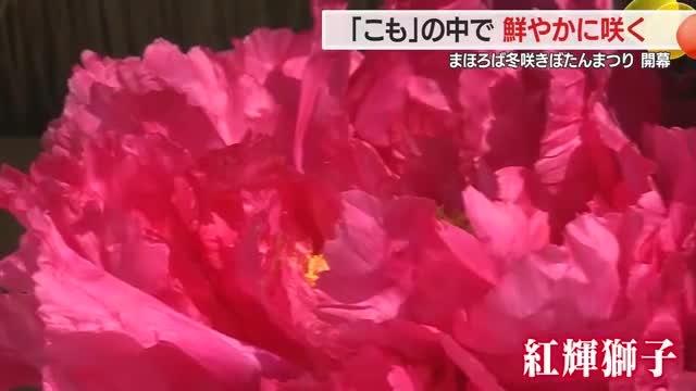 赤・紫・黄色...雪景色の中に色鮮やかな大輪のボタン　まほろば冬咲きぼたんまつり開幕　山形・高畠町 画像