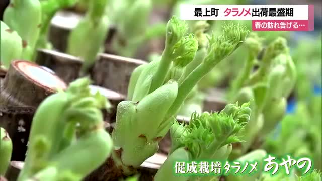 「天ぷらが一番」若草色のタラノメが春の訪れ告げる　18人の生産者で年間3トン以上出荷　山形・最上町 画像