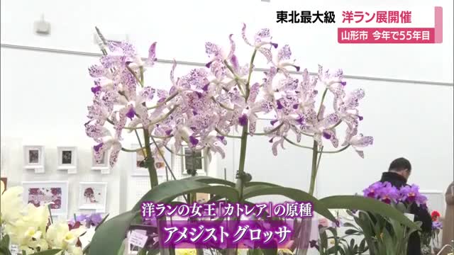 道の駅やまがた蔵王で「洋蘭と草花の祭典」開催中・25日まで　山形 画像