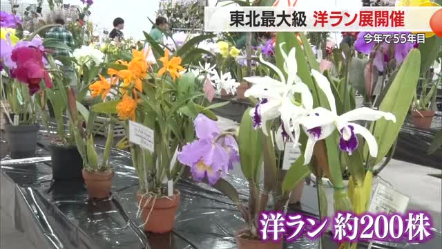 東北最大級の洋ラン展示会　道の駅やまがた蔵王で開催・25日まで　山形市 画像