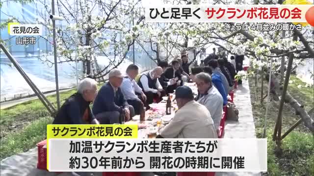 ひと足早い花見・加温サクランボのハウスで　山形・山形市 画像