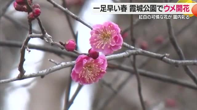 霞城公園でウメ開花　2週間ほどで満開・3月下旬まで楽しめそう　サクラは4月上旬咲き始め　山形 画像