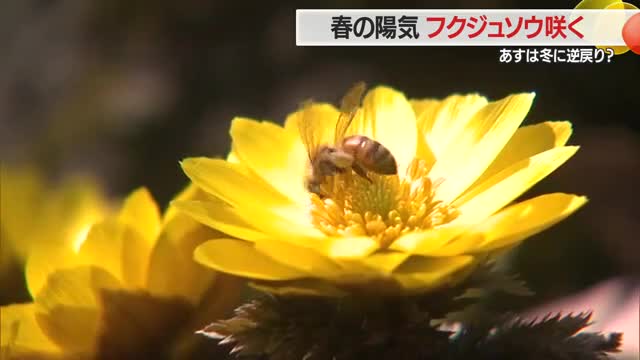 春を告げる黄色い花「フクジュソウ」咲き誇るも…雪のひなまつりになる？　山形 画像