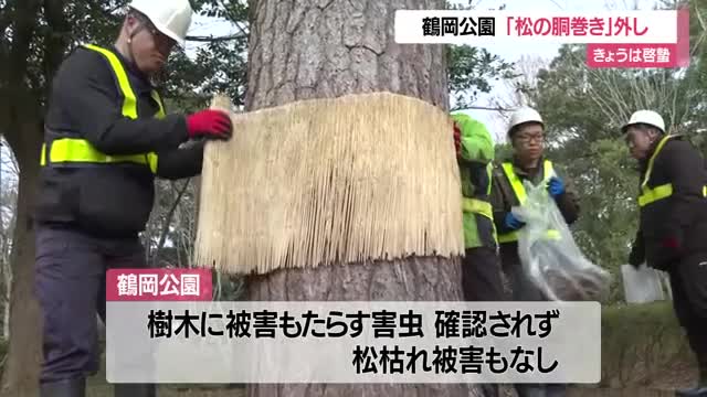 きょうは啓蟄（けいちつ）　鶴岡公園で「松の胴巻き外し」春を迎える準備進む　山形・鶴岡市 画像