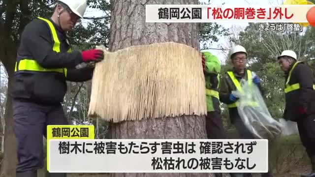 鶴岡公園で「松の胴巻き外し」　雪の影響で枝折れあるも害虫・松枯れの被害なし　山形・鶴岡市 画像