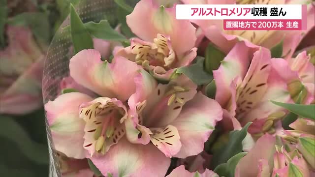 人気のアルストロメリア収穫盛ん　鮮やかなピンク・白の卒業式・お彼岸などで重宝される花　山形・置賜地域 画像