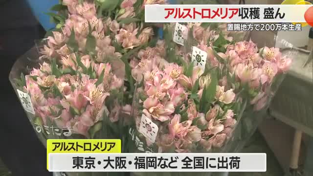 アルストロメリア年間200万本生産・全国有数の産地で収穫盛ん　卒業式・入学式など彩る　山形・置賜地域 画像