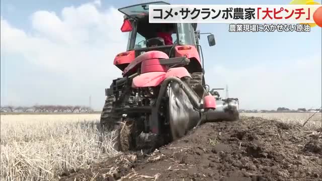コメに加温サクランボ　燃料費高騰は農業の現場にも打撃　山形 画像