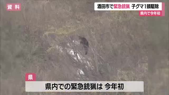 今年初　酒田市で緊急銃猟　子グマ１頭を駆除 画像
