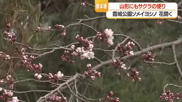 霞城公園・北門そばのソメイヨシノ早くも開花　開花宣言は31日か1日か　山形・山形市 画像