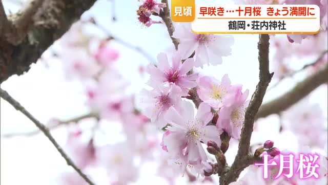 荘内神社で早くも満開か　早咲きサクラ「十月桜」見ごろ迎える　山形・鶴岡市 画像