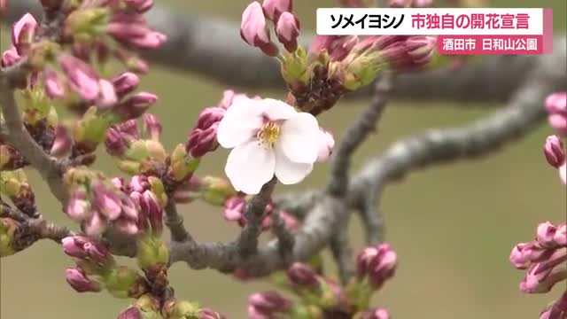 日和山公園でサクラ開花　平年より6日早い開花・記録始まった2015年以降最速　山形・酒田市　 画像