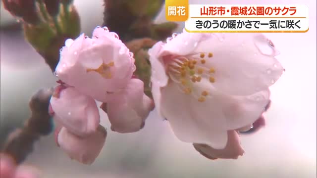 霞城公園でサクラ開花宣言・2017年以降2番目に早い開花　今後雨予報の日が多く開花足踏みか　山形 画像