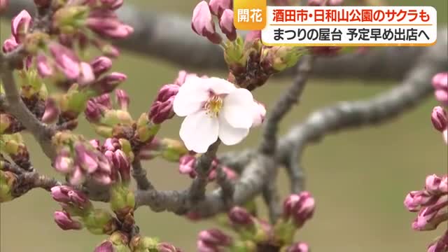日和山公園でソメイヨシノ開花宣言　2015年以降で最も早い開花・満開は5日ごろ　山形・酒田市 画像