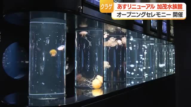 加茂水族館のクラゲ展示数100種類に拡大　1日午前9時リニューアルオープン　山形・鶴岡市 画像