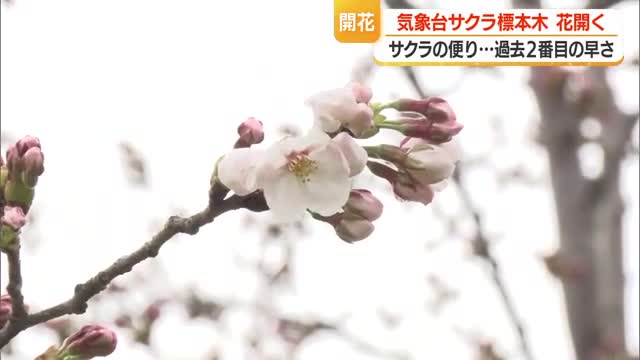 過去2番目に早い開花発表・山形地方気象台のソメイヨシノ標本木も開花　山形・山形市 画像