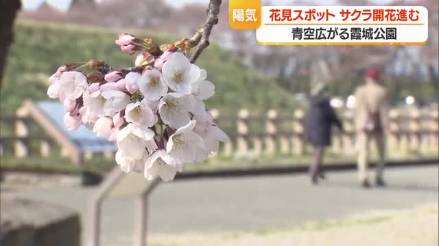 霞城公園のサクラがもこもこ！　開花宣言から3日・暖かな日差しの下で咲き進む　山形 画像