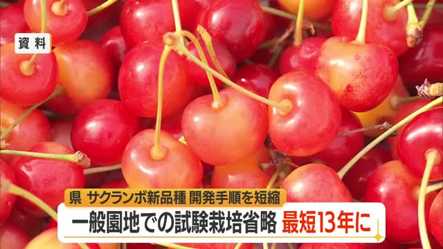 気候変動に強いサクランボより早く生産現場へ　新品種開発の手順短縮・一般園地での試験栽培省く　山形 画像