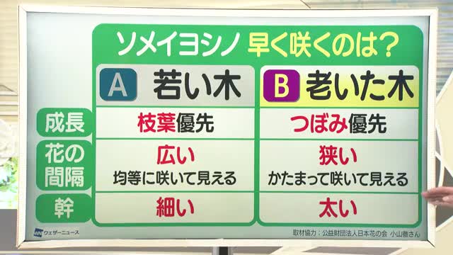 【天気／山形】早く咲くのは老いた木＆4日の詳しい天気　中村友祐気象予報士の天気予報(2)　 画像