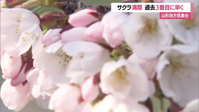 山形地方気象台のサクラ満開発表　過去3番目に早い満開・平年より12日早く昨年より8日早い　山形 画像