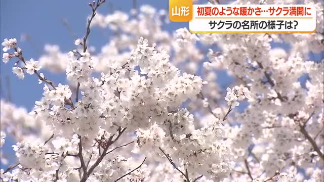 霞城公園のサクラは満開　馬見ヶ崎桜ラインはもう少し・8日からライトアップ始まる　山形 画像
