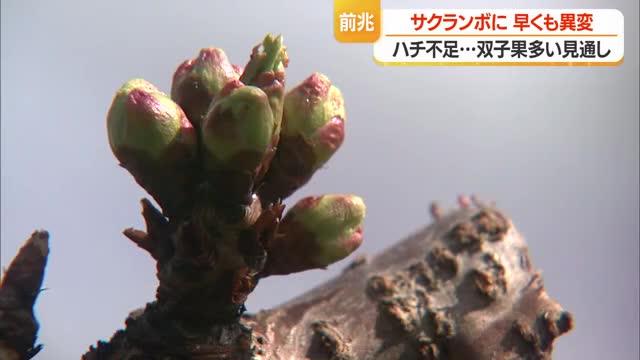 マメコバチがいない！　サクランボに異変...暖かさで開花早まる・双子果増える危険性高い　山形 画像