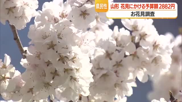 花見にかける予算2882円（全国16位）・滞在時間1時間2分　お花見調査・ウェザーニューズ調べ　山形 画像