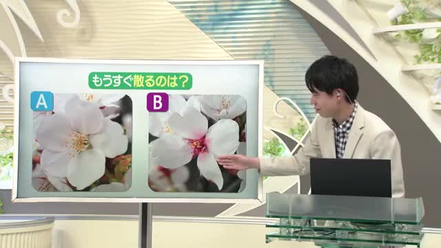 【天気／山形】6日の天気ふりかえり＆もうすぐ散るサクラは？　中村友祐気象予報士の天気予報(1) 画像
