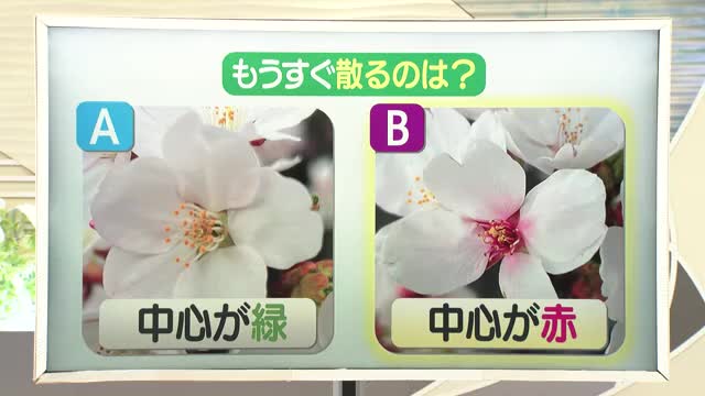 【天気／山形】早く散るのは中心が赤いサクラ＆7日の詳しい天気　中村友祐気象予報士の天気予報(2)　 画像