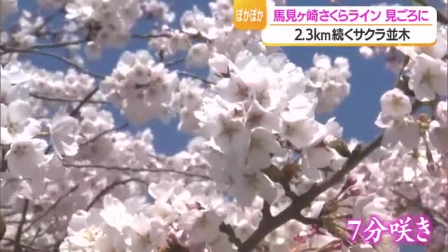 馬見ヶ崎さくらライン見ごろ・2.3キロのサクラ並木　車窓からの眺めはまるでサクラのトンネル　山形 画像