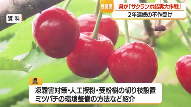 県が「サクランボ結実大作戦」　講習会・SNSで凍霜害対策・ミツバチの環境整備方法など発信　山形 画像