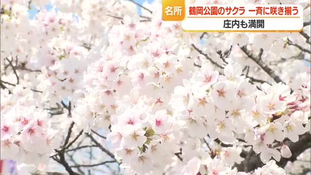 さくら名所100選・鶴岡公園も満開　700本のサクラが訪れた人を魅了・夜にはライトアップも　山形 画像