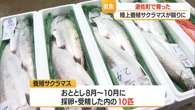 天然ものより脂の乗りが良い・養殖サクラマス1キロ3100～3200円で競り落とされる　山形・遊佐町 画像