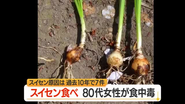 アサツキと間違えみそ汁にして食す...80代女性が有毒植物スイセンで嘔吐・下痢の食中毒　山形・最上郡 画像
