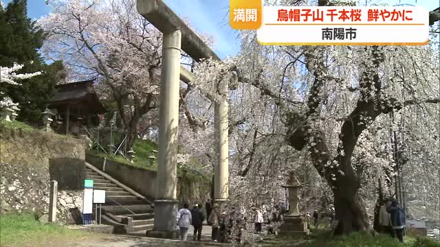 「雪山とサクラの景色がいい」絢爛豪華な千本桜・烏帽子山公園のサクラ見ごろ　山形・南陽市 画像