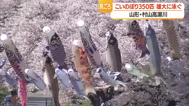 サクラとこいのぼりのコラボレーション　全国から寄贈された350匹のこいのぼり悠々と　山形・村山高瀬川 画像
