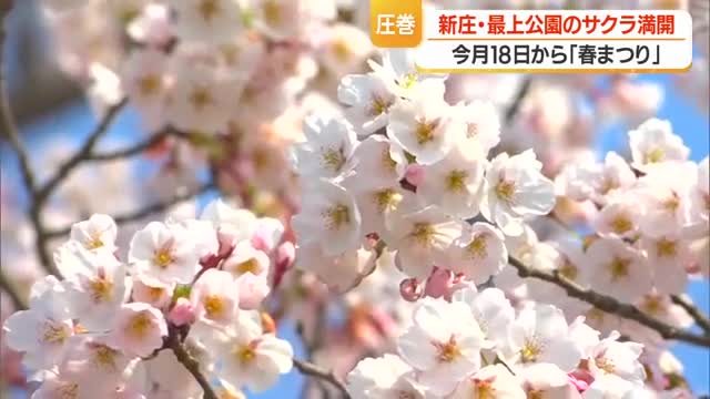 最上公園のサクラも満開　18日から春まつり・29日からは恒例カド焼きまつり　山形・新庄市 画像