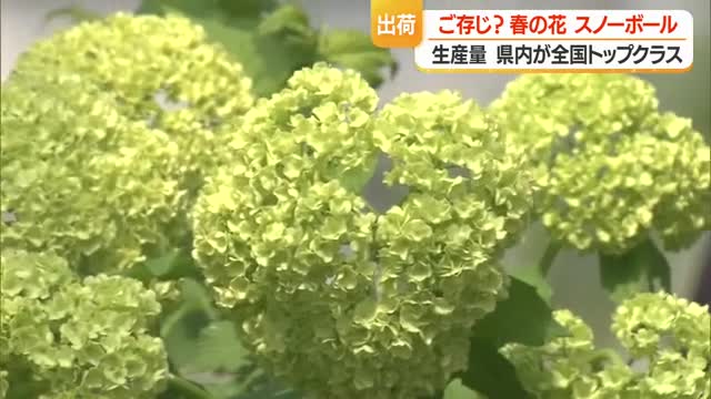 全国トップクラスの出荷量「スノーボール」　緑→黄緑→白と花色を変える・切り花が人気　山形・寒河江市 画像
