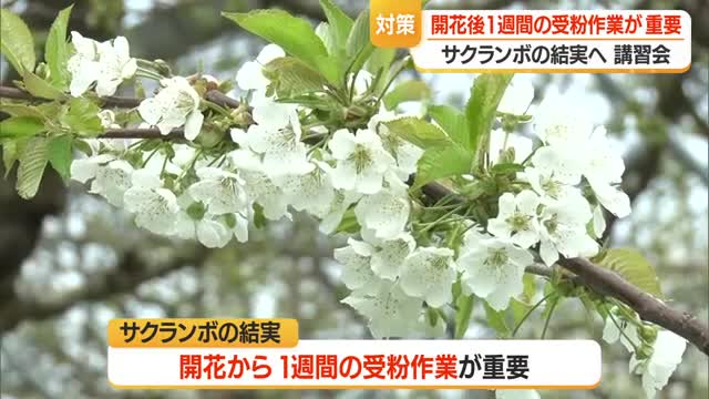 サクランボ結実には開花から1週間以内の作業が特に重要　まんべんなく花粉をつける・3回以上受粉　山形 画像