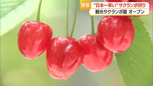 「日本一早い」サクランボ狩り始まる　観光果樹園オープン・5月下旬～6月上旬まで楽しめる　山形・東根市 画像