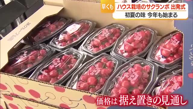 ハウスで加温栽培したサクランボ出荷始まる　中東情勢で燃料・資材高騰も価格据え置き　山形・寒河江市 画像